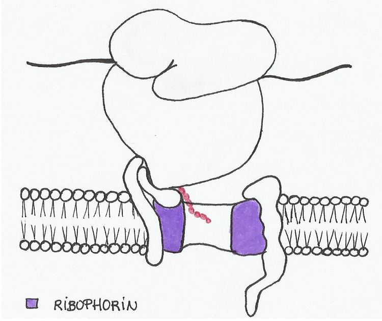 Ribophorin