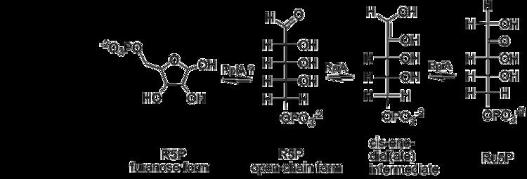 Ribose 5-phosphate httpsuploadwikimediaorgwikipediacommonsthu