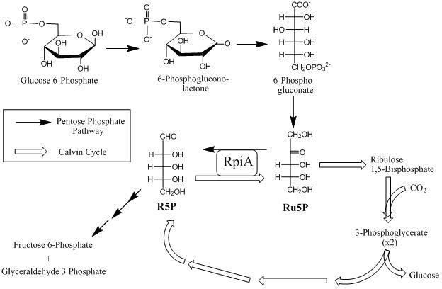Ribose 5-phosphate Ribose5phosphate isomerase Wikipedia