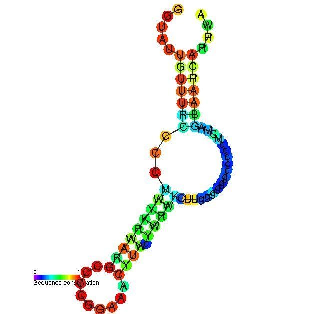Ribosomal protein L13 leader