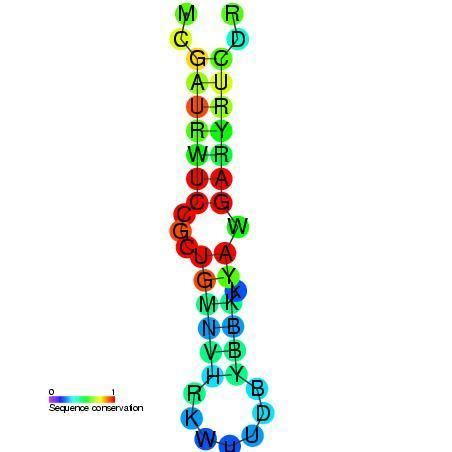 Ribosomal protein L19 leader