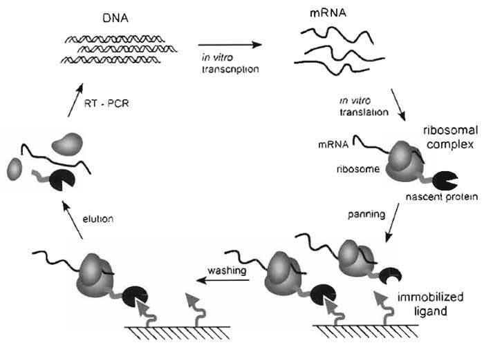 Ribosome display Ribosome Display In Vitro Selection of ProteinProtein Interactions