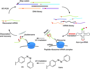 Ribosome display In vitro selection of a photoresponsive peptide aptamer using