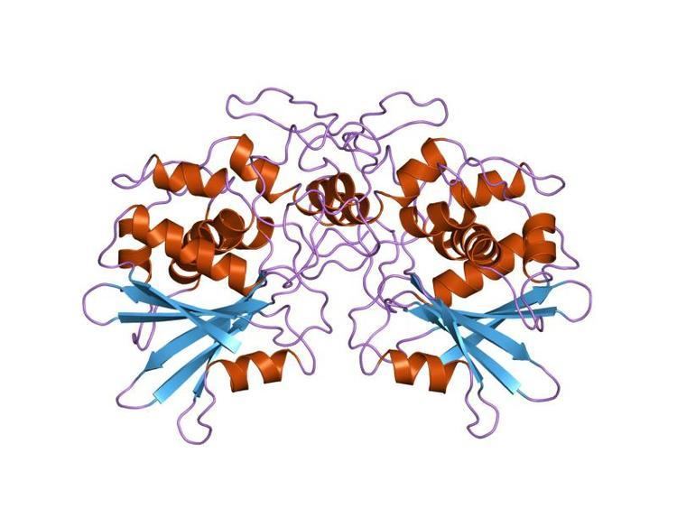 Ribosome-inactivating protein