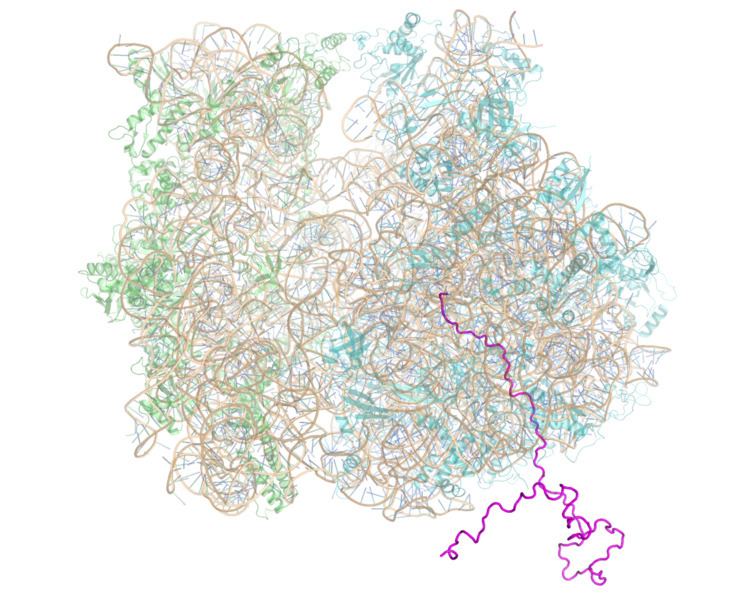 Ribosome-nascent chain complex