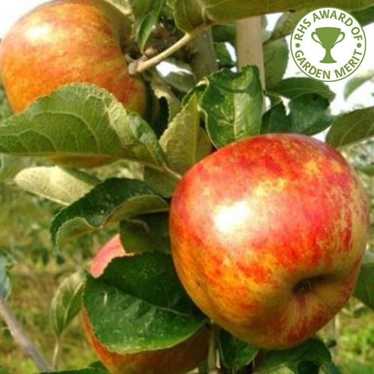 Ribston Pippin Apple Ribston Pippin Buy Apple Trees Purchase Apple Fruit Trees