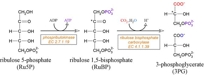 Ribulose-1,5-bisphosphate Ribulose Related Keywords amp Suggestions Ribulose Long Tail Keywords