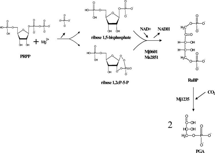 Ribulose-1,5-bisphosphate Modified Pathway To Synthesize Ribulose 15Bisphosphate in
