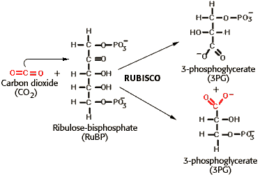 Ribulose-1,5-bisphosphate BOLO Biology Newsletter Archive Daily Newsletter October 8 2013
