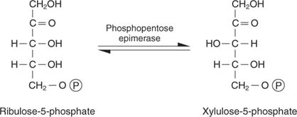 Ribulose 5-phosphate The Pentose Phosphate Pathway