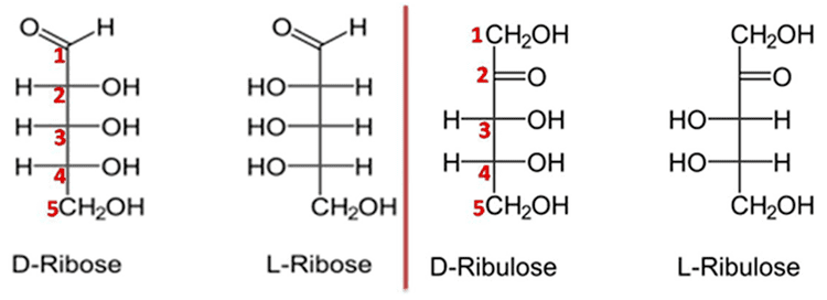 Ribulose Difference between Ribose and Ribulose Major Differences