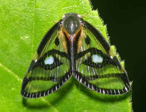 Ricaniidae Fulgoroidea