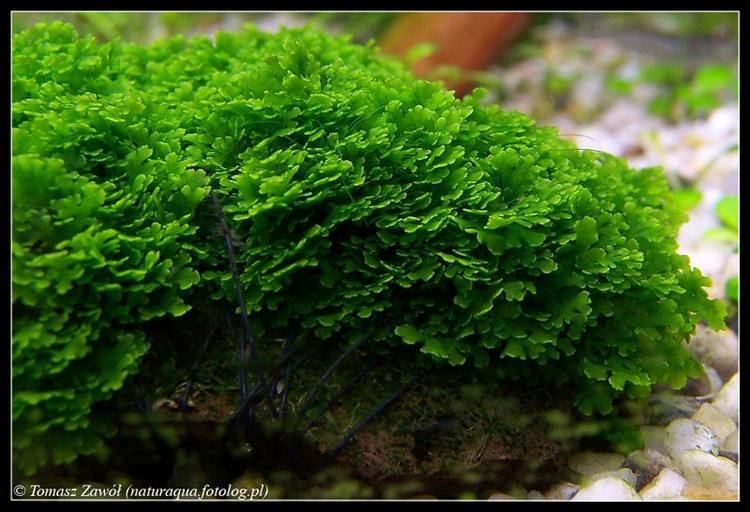 Riccardia chamedryfolia Riccardia chamedryfolia