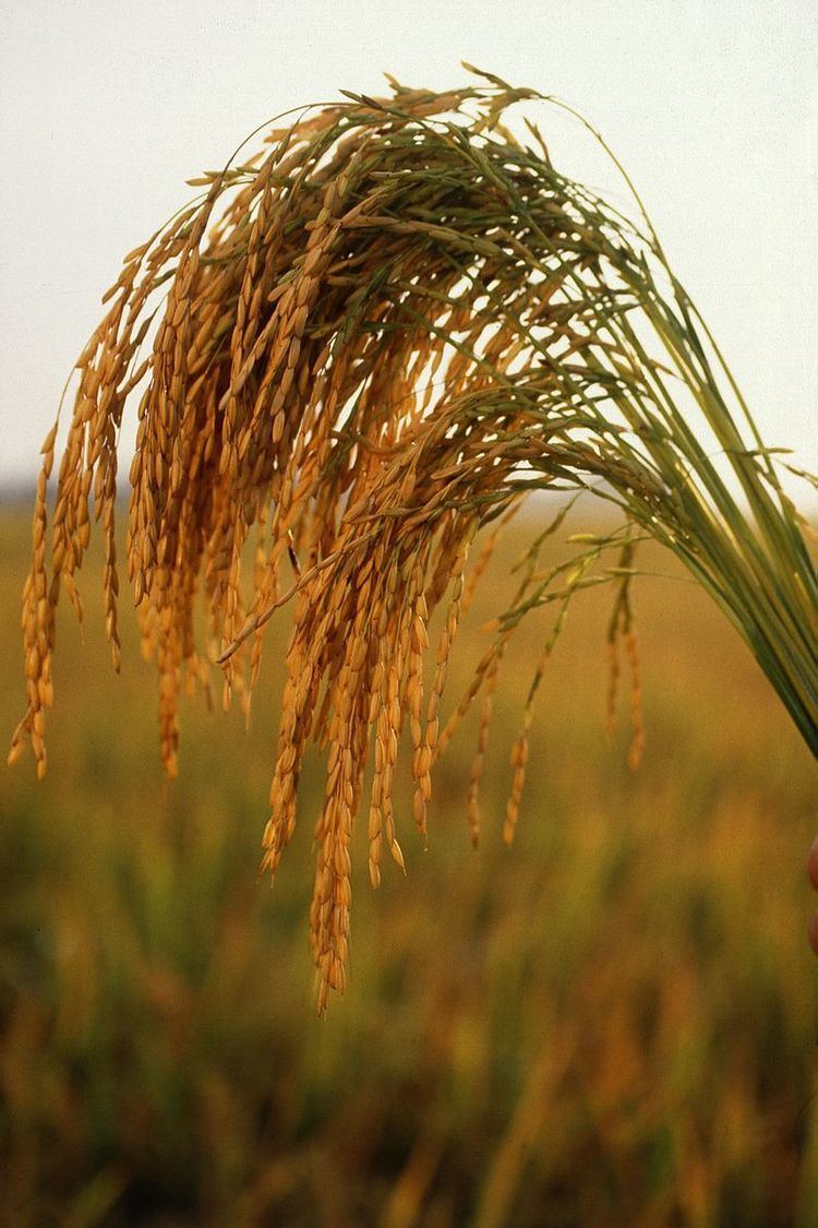 Rice cultivation in Arkansas