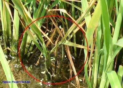 Rice grassy stunt virus Linkapedia Health Discover more about Rice grassy stunt virus