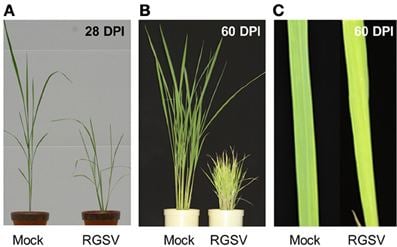 Rice grassy stunt virus Frontiers Relationship between gene responses and symptoms induced