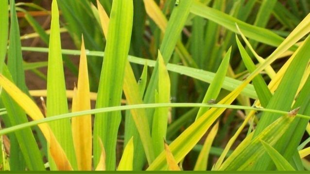 Rice grassy stunt virus Bacterial and viral diseases of rice