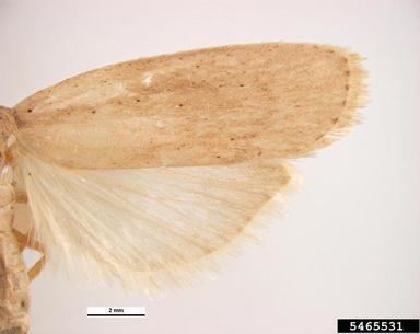 Rice moth rice moth Corcyra cephalonica Stainton