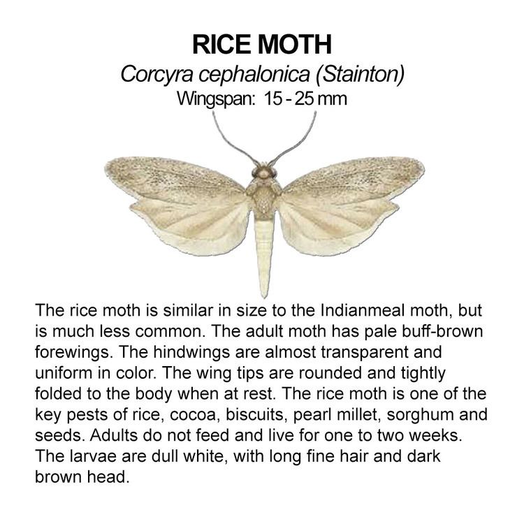 Rice moth RICE MOTH