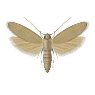 Rice moth Moth Pest Control Bayer