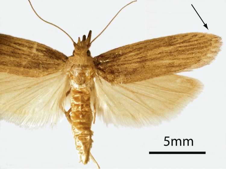 Rice moth FileCSIRO ScienceImage 3930 Adult Rice Mothjpg Wikimedia Commons