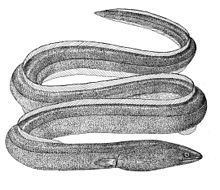Rice-paddy eel httpsuploadwikimediaorgwikipediacommonsthu