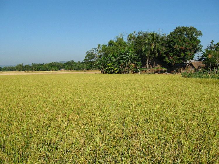Rice production in Bangladesh