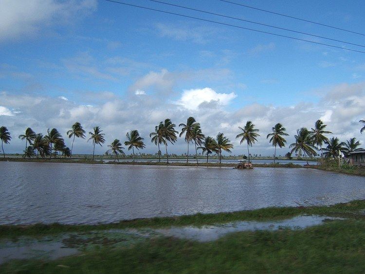 Rice production in Guyana