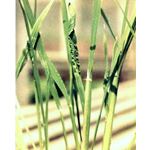 Rice ragged stunt virus Crop Protection gtgt Diseases gtgt Grassy Stunt amp Ragged Stunt Virus