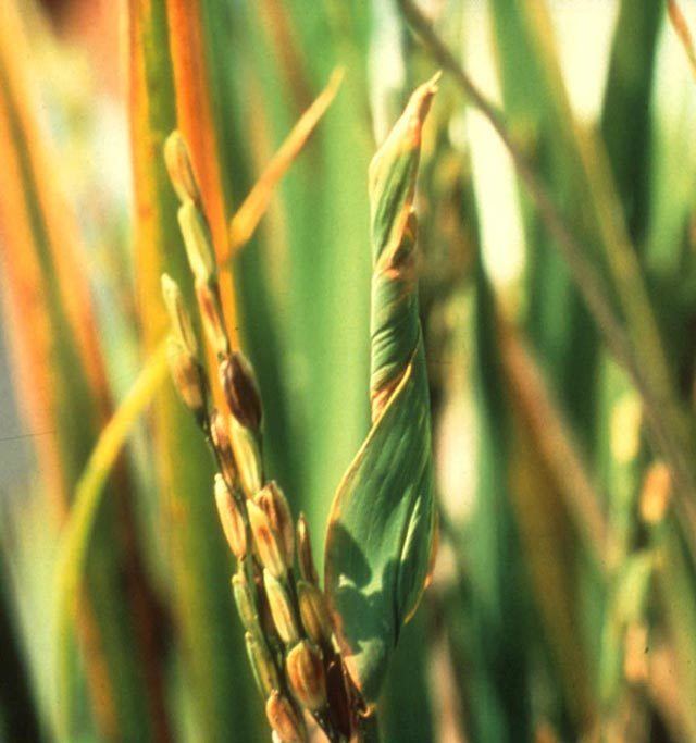 doctor-is-brown-rice-good-for-diabetes-does-brown-rice-spike-blood