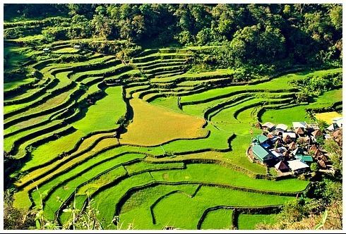 Rice Terraces of the Philippine Cordilleras The Cordilleras Rice Terraces in the Philippines