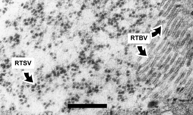 Rice tungro bacilliform virus Show DPV Figure