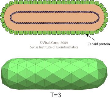 Rice tungro bacilliform virus educationexpasyorgimagesBadnavirusvirionjpg