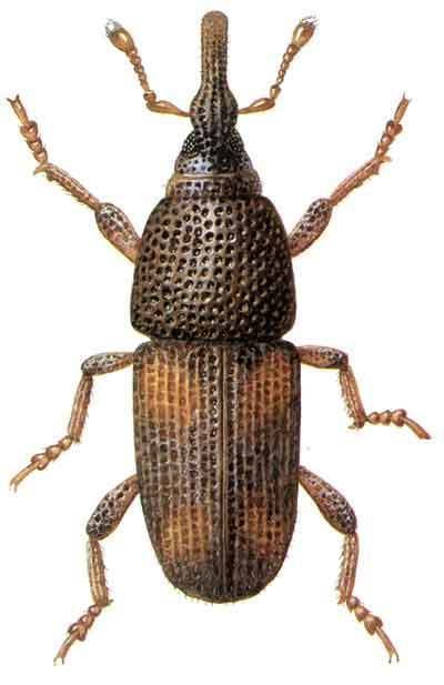 Rice weevil Pest Identification Pestanators Pest Control Evansville IN