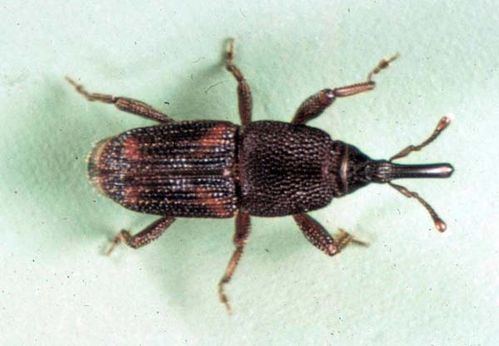 Rice weevil Rice Weevil Sitophilus oryzae