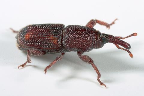 Rice weevil Rice Weevil CropIT