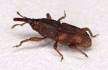 Rice weevil Rice weevil Wikipedia