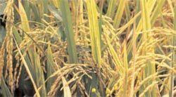 Rice yellow mottle virus Discovery of the first resistance gene to rice yellow mottle virus