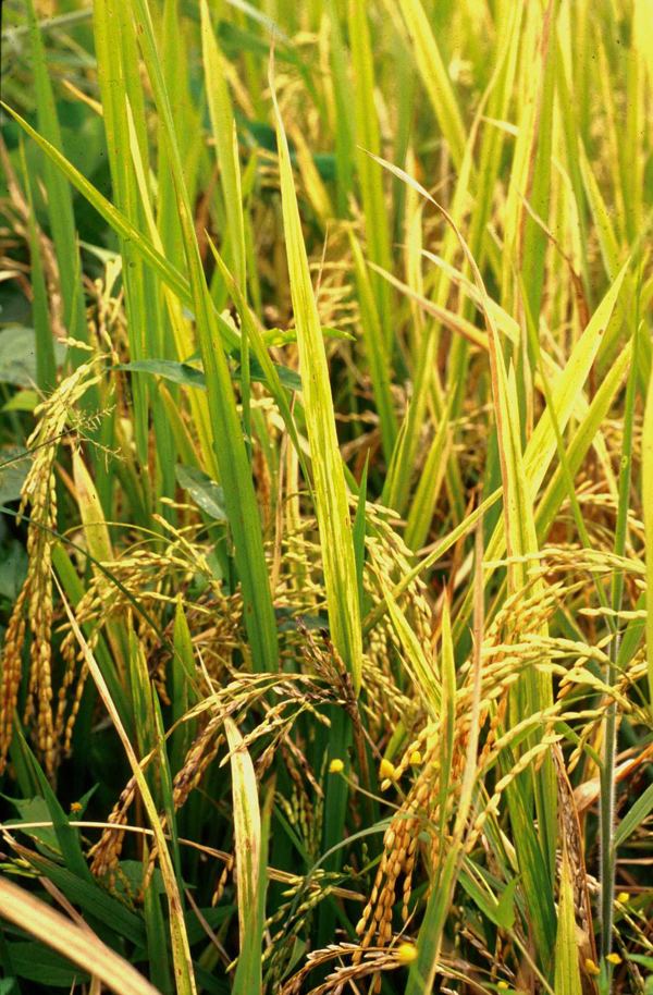 Rice yellow mottle virus SeedQuest Central information website for the global seed industry