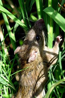 Ricefield rat - Alchetron, The Free Social Encyclopedia