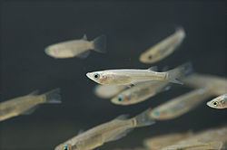 Ricefish httpsuploadwikimediaorgwikipediacommonsthu