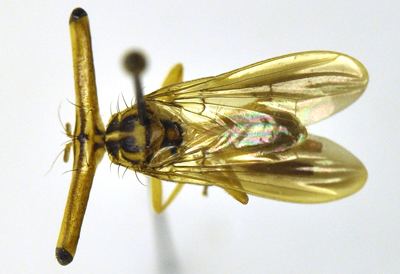 Richardiidae Richardiid genera