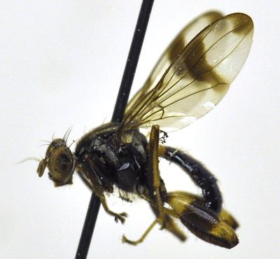 Richardiidae Richardiid genera