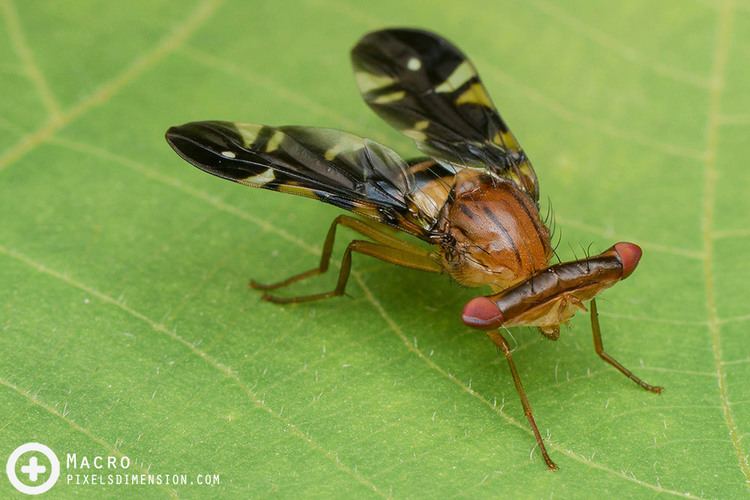 Richardiidae Hammerhead Fly Richardia sp Richardiidae Another enc Flickr