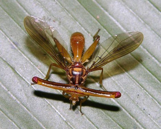 Richardiidae Hammerhead fly Richardia telescopica Richardiidae Astonishing