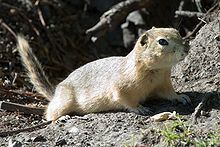 Richardson's ground squirrel httpsuploadwikimediaorgwikipediacommonsthu