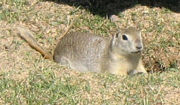 Richardson's ground squirrel Richardson39s Ground Squirrel Spermophilus richardsonii
