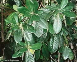 Richeria grandis Plants of the Eastern Caribbean Details for Richeria grandis
