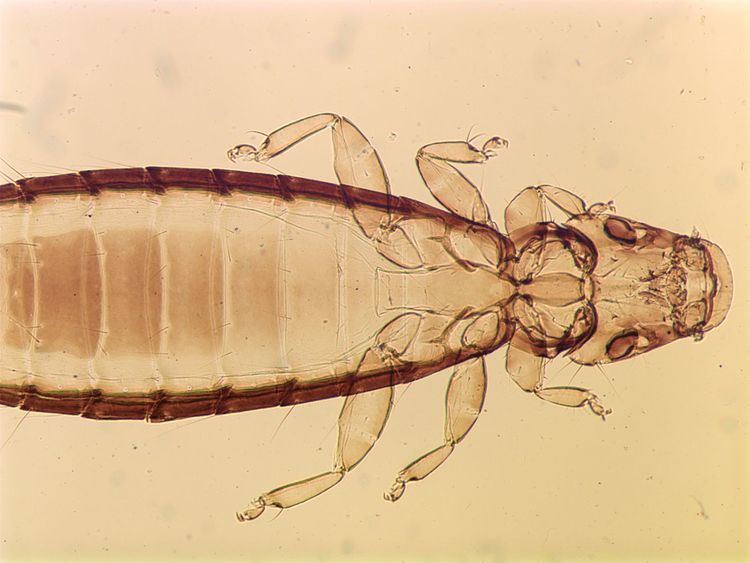 Ricinidae phthirapterainfositesphthirapterainfofilessi