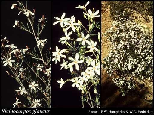 Ricinocarpos Ricinocarpos glaucus Endl FloraBase Flora of Western Australia